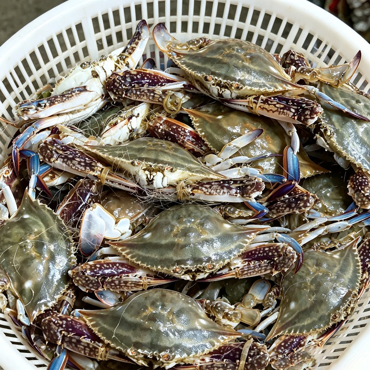 Glossy patterned swimming crabs stacked on a bed of crushed ice (view 2)