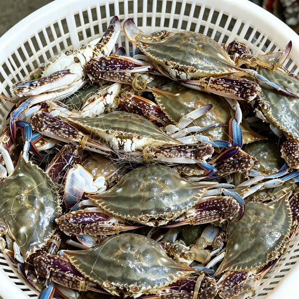Wild-Caught Swimming Crab, Hand-Selected Frozen